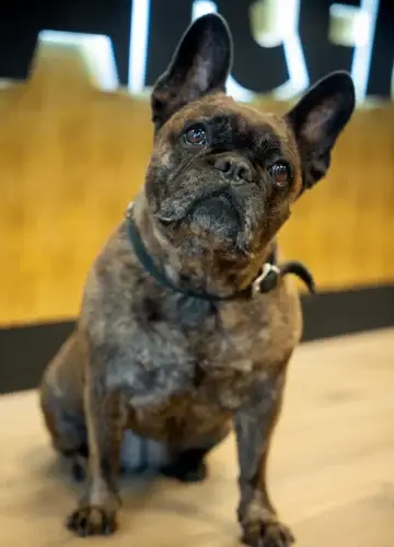 Ginger Salonhund Erding - Feel-Good-Manager bei Haarem.