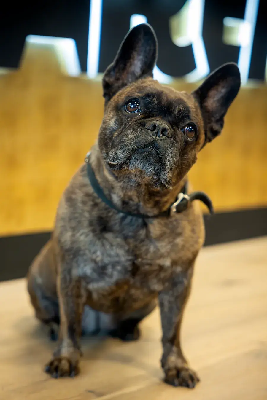 Ginger Salonhund Erding - Feel-Good-Manager bei Haarem.